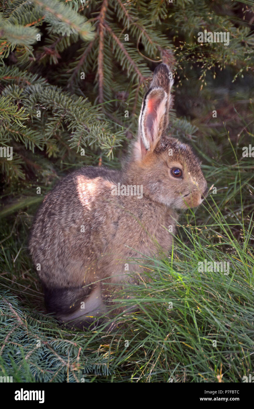 Snowshoe Hare Lepus Americanus In Summer Stock Photo Alamy