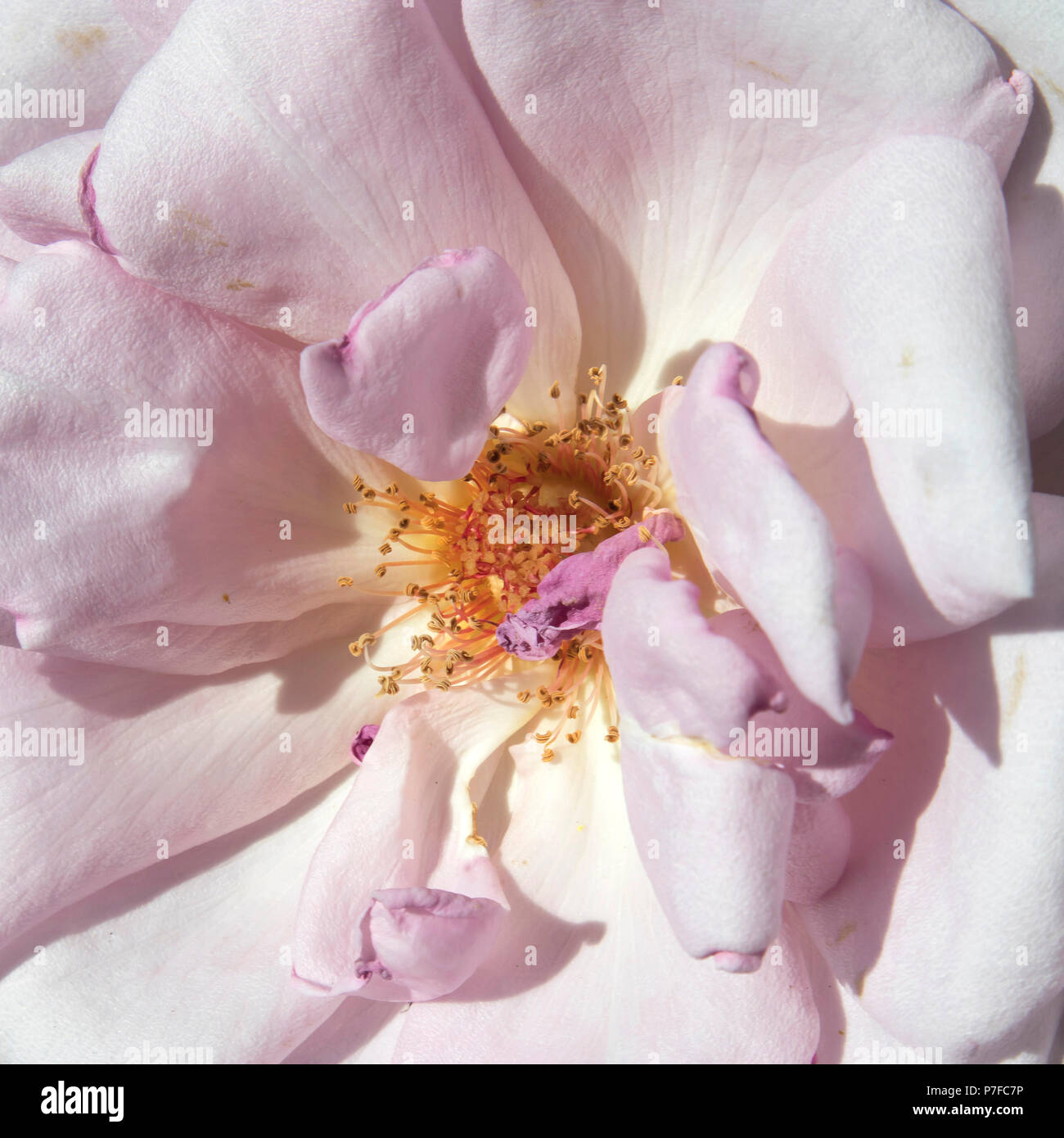 White and pink roses in a rose garden in a botanical garden in Warsaw