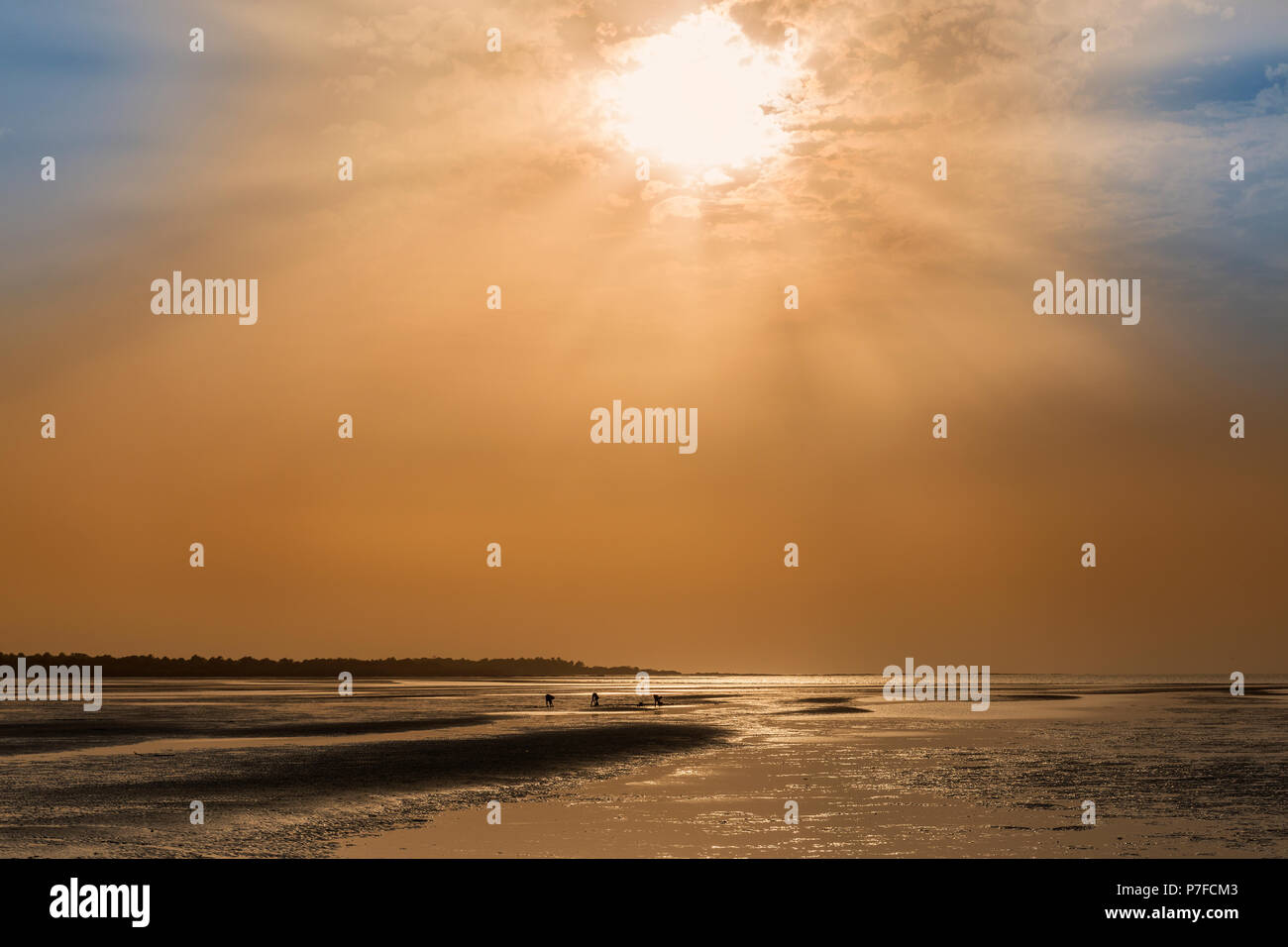 Silhouette of cocklers harvesting cockle at the beach in the island of Orango at sunset, in Guinea Bissau. Orango is part of the Bijagos Archipelago;  Stock Photo