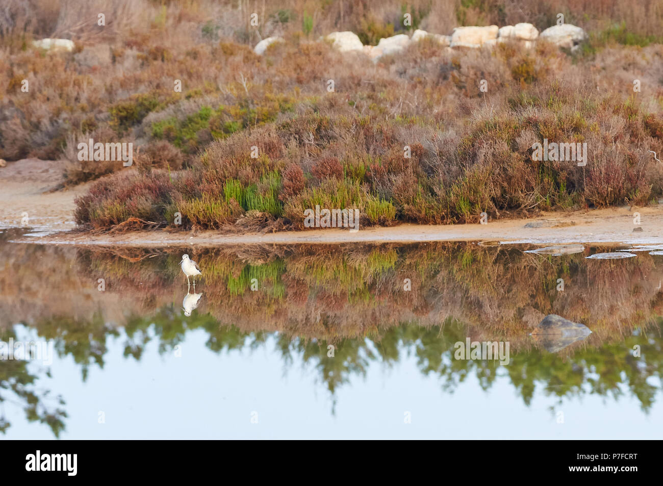 Common greenshank (Tringa nebularia) at Estanyets de Can Marroig salt marsh in Ses Salines Natural Park (Formentera, Balearic Islands, Spain) Stock Photo
