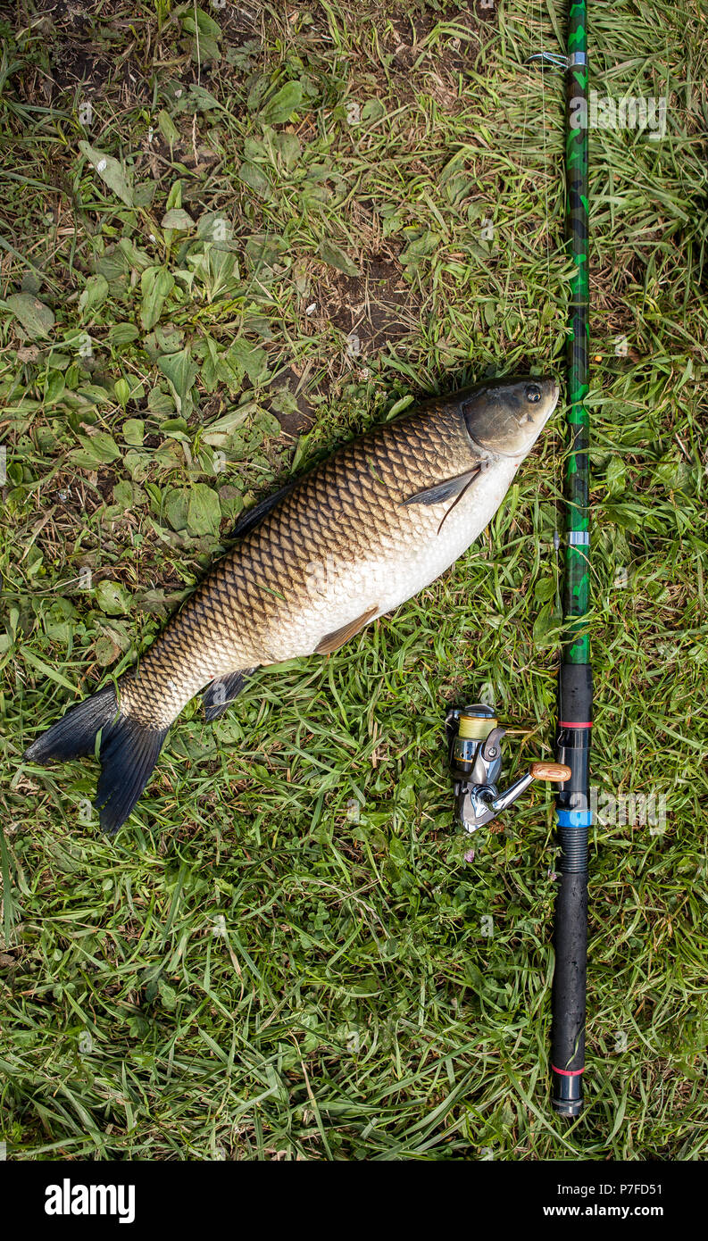 Catching freshwater fish and fishing rods with fishing reels on green  grass. White amour and fishing rod with reel lying on green grass.Fishing  concept Stock Photo - Alamy