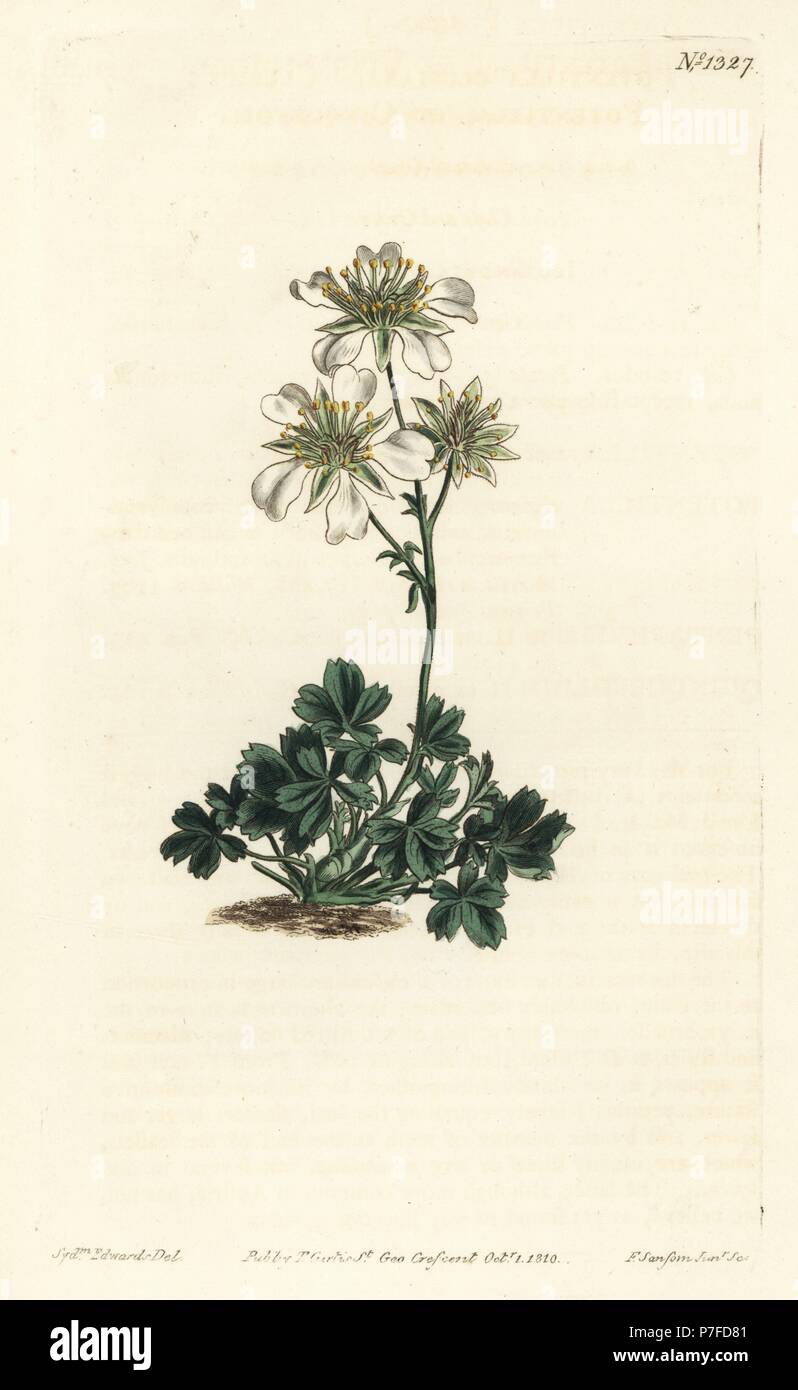 Clusius cinquefoil, Potentilla clusiana. Handcoloured copperplate engraving by F. Sansom Jr. after an illustration by Sydenham Edwards from William Curtis' Botanical Magazine, T. Curtis, London, 1810. Stock Photo