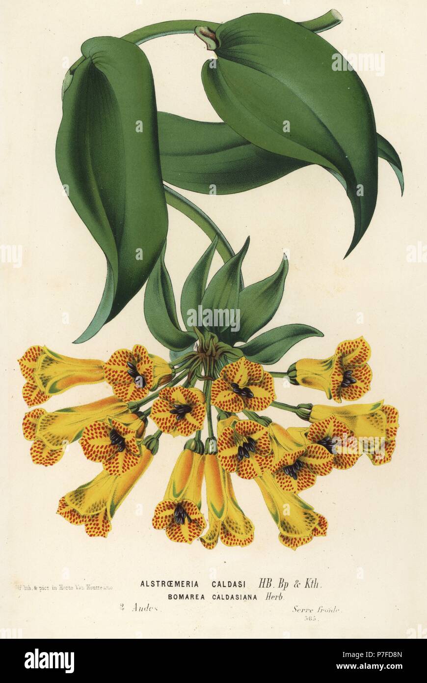 Bomarea multiflora (Alstroemeria caldasii). Handcoloured lithograph from Louis van Houtte and Charles Lemaire's Flowers of the Gardens and Hothouses of Europe, Flore des Serres et des Jardins de l'Europe, Ghent, Belgium, 1867-1868. Stock Photo