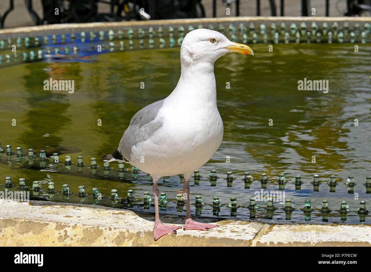 A herring gull (Larus argentatus) standing on a fountain outside City Hall in Bristol, UK Stock Photo