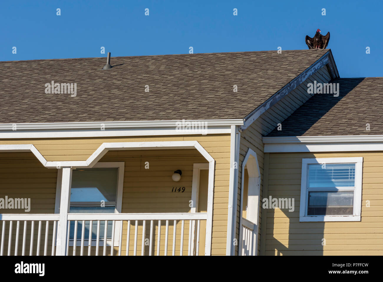 Young Turkey Vulture drying it's wings while resting on roof of apartment building, Castle Rock Colorado US. Stock Photo