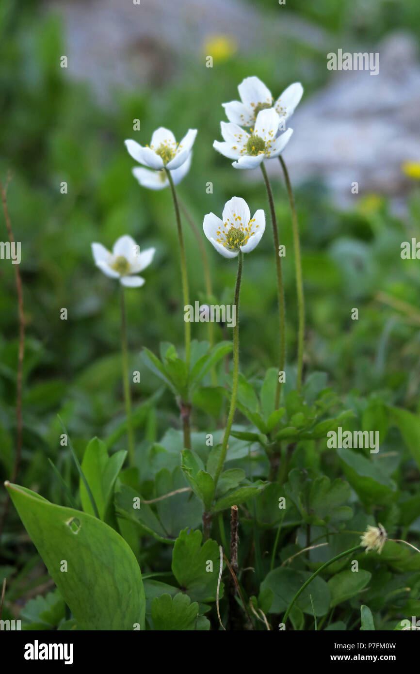 small-flowered anemones, Glacier National Park Stock Photo