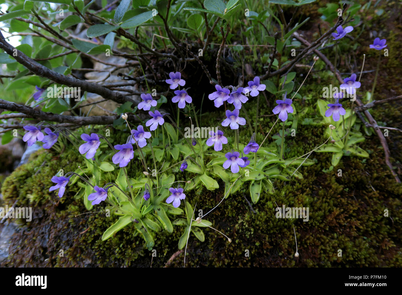 Butterworts hires stock photography and images Alamy