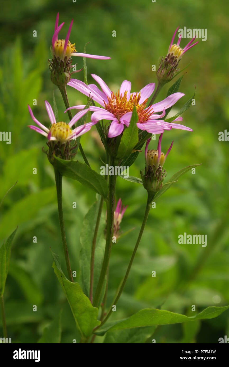 Glacier national park montana wildflowers hi-res stock photography and ...