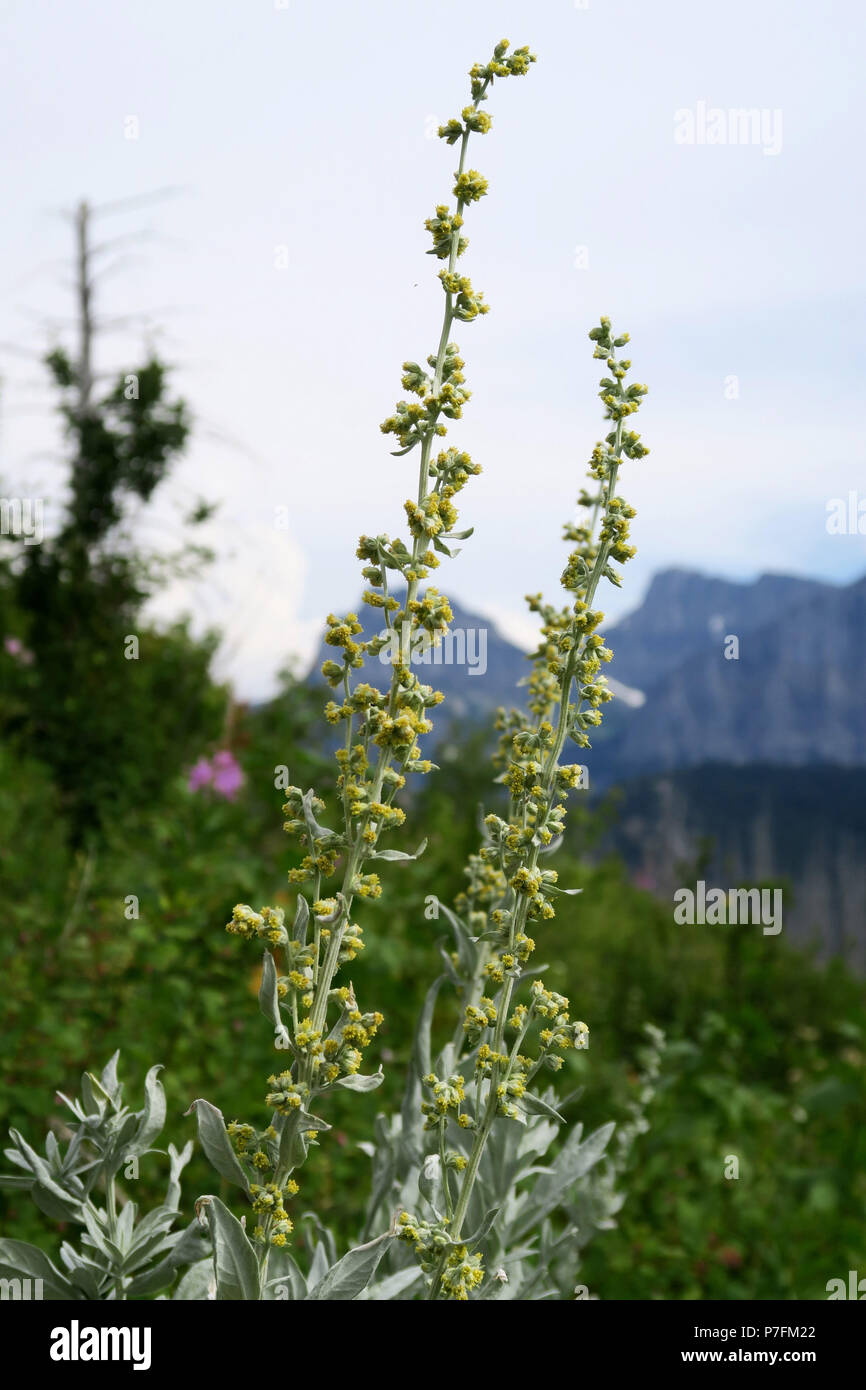 western mugwort, Glacier National Park Stock Photo