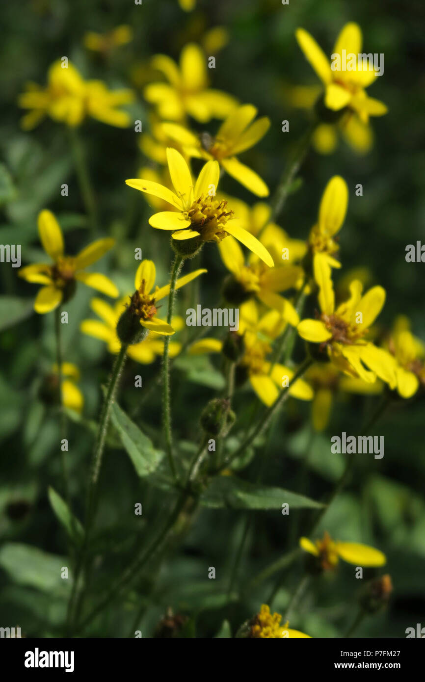 stream-bank arnica, Glacier National Park Stock Photo