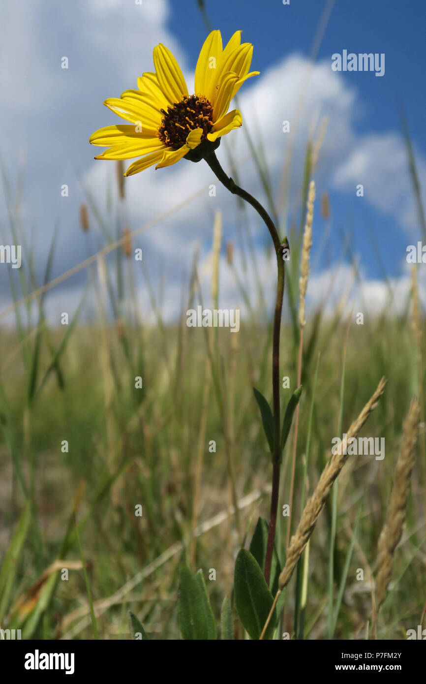 stiff sunflower, Waterton Lakes National Park, Alberta Stock Photo