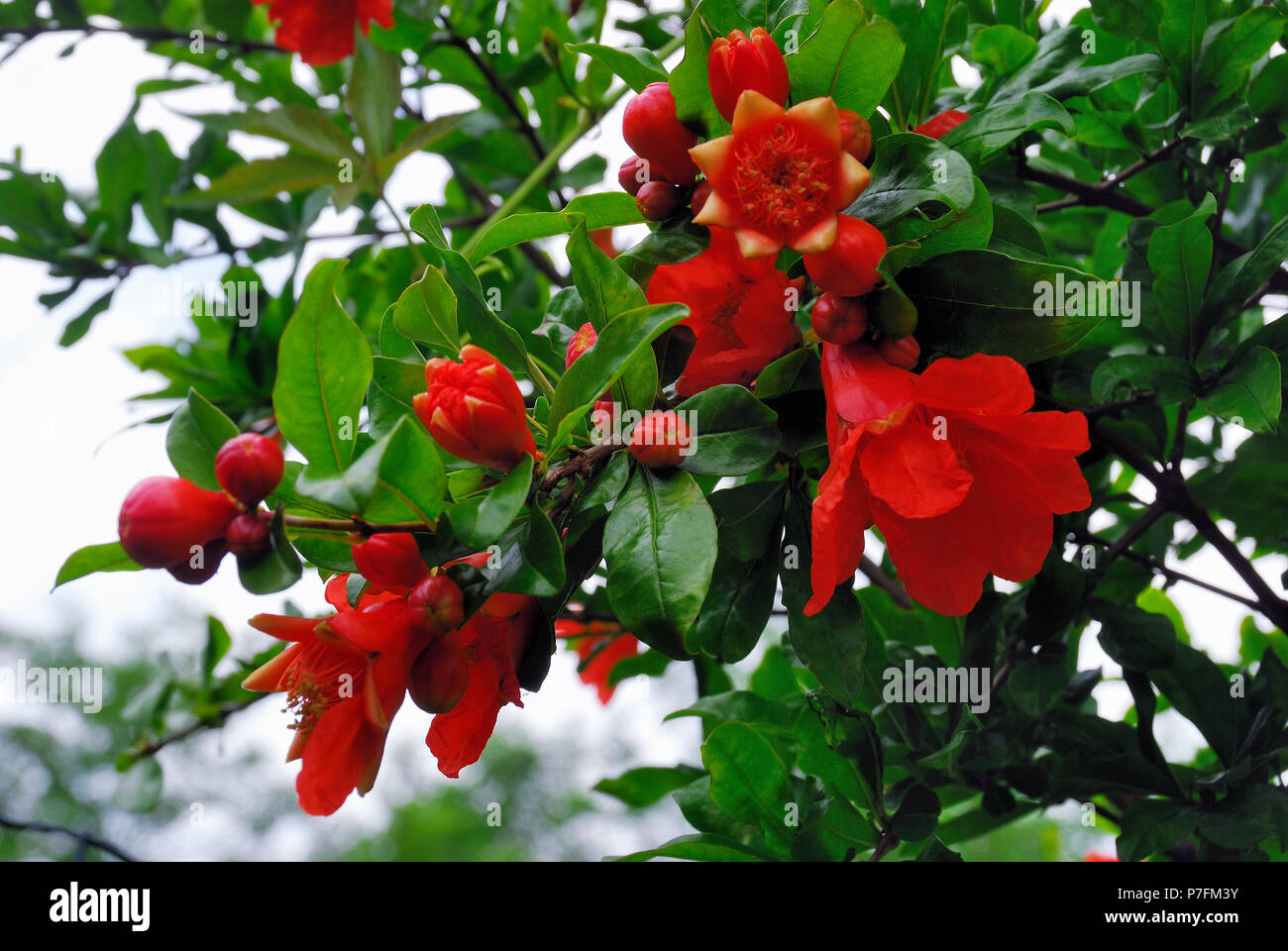 Flowers of pomegranate. Pomegranate blossom before petal fall Stock