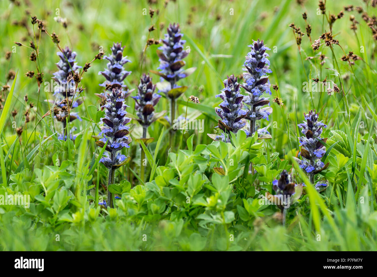 Blue bugles (Ajuga reptans) in a meadow, Burgenland, Austria Stock Photo