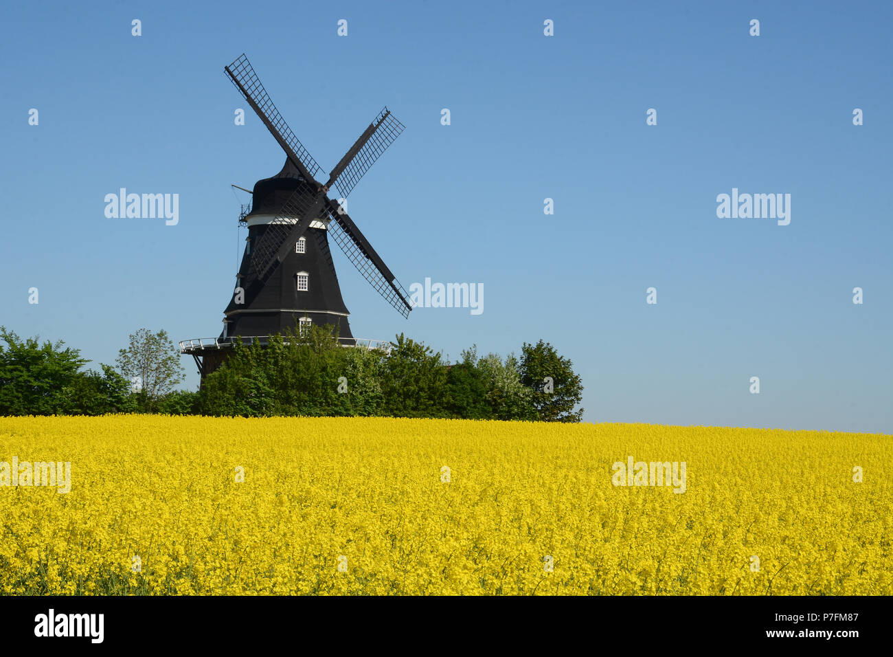 Windmill at rape field at Krageholm, Scania, Sweden Stock Photo