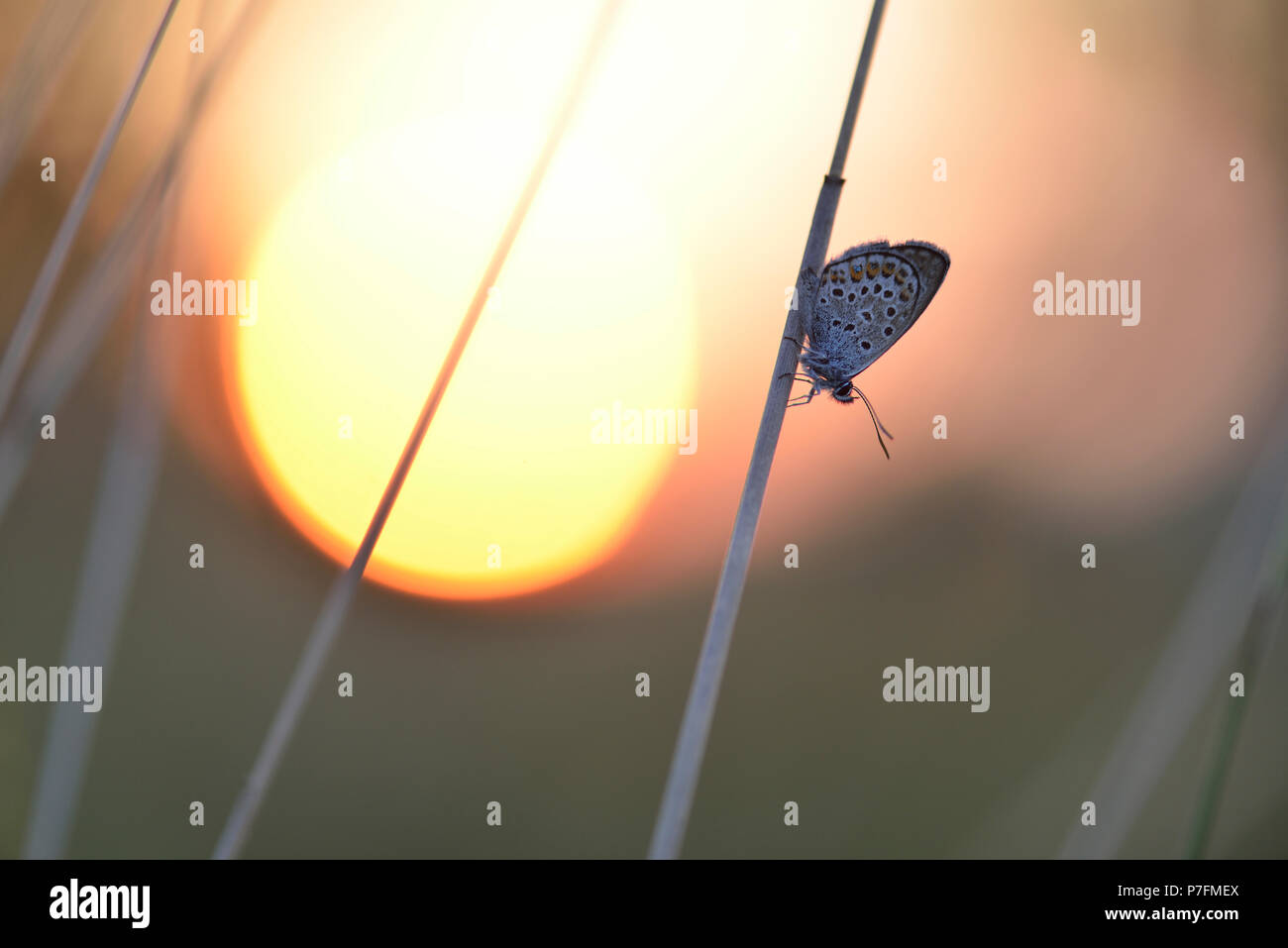 Gossamer winged butterfly (Lycaenidae) on a blade of grass at sunset, Czech Republic Stock Photo