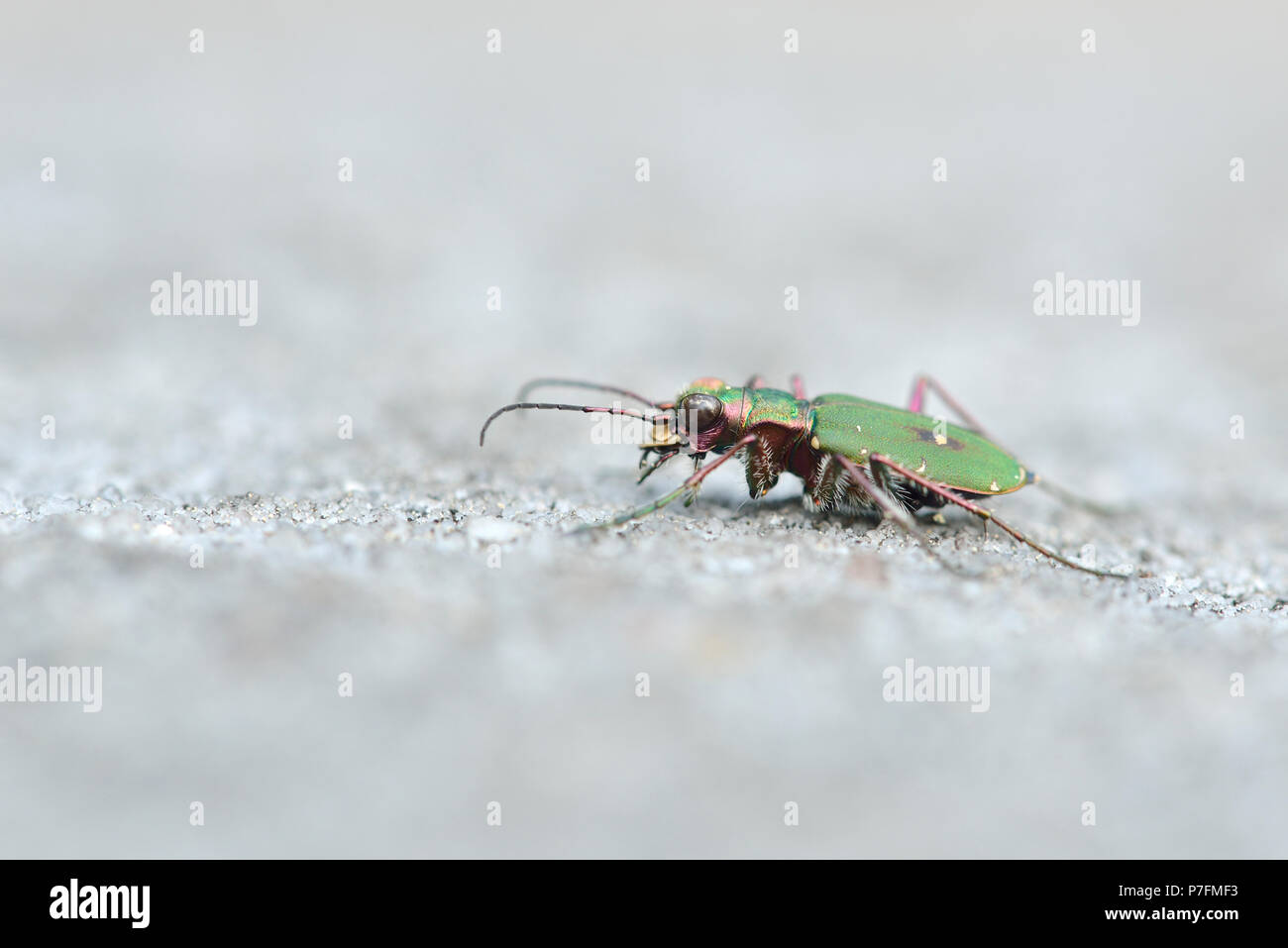 Green tiger beetle or (Cicindela campestris) on sandstone, National Park Sachsische Schweiz, Saxony, Germany Stock Photo