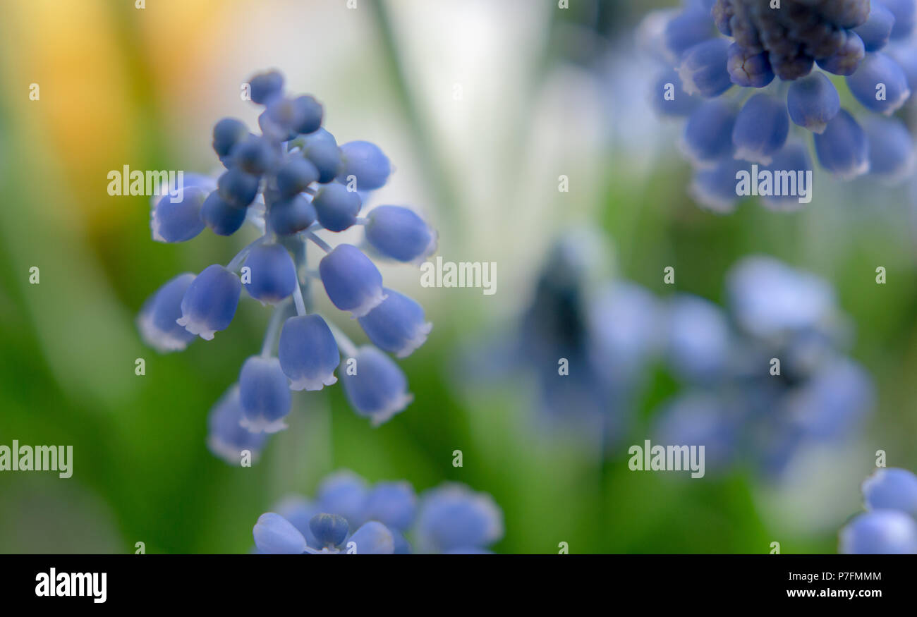 Blue hyacinths spring flowers close-up Nature Spring Backgrounds Stock Photo