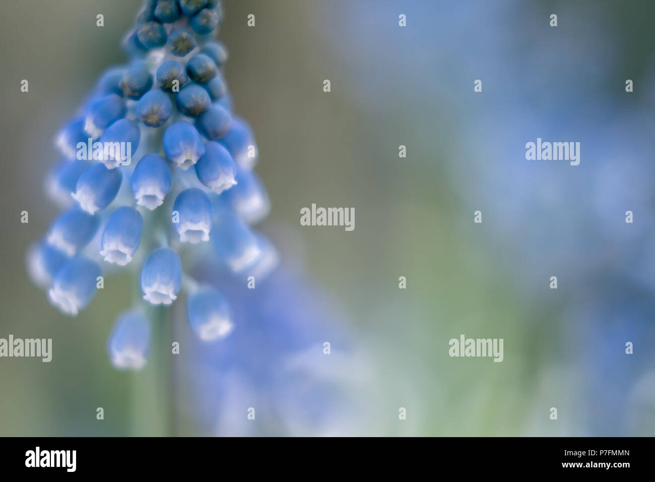 Blue hyacinths spring flowers close-up Nature Spring Backgrounds Stock Photo