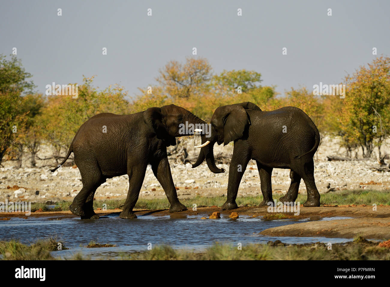 Two elephants (Loxodonta africana) at a waterhole fighting and playing, Etosha National Park, Namibia Stock Photo