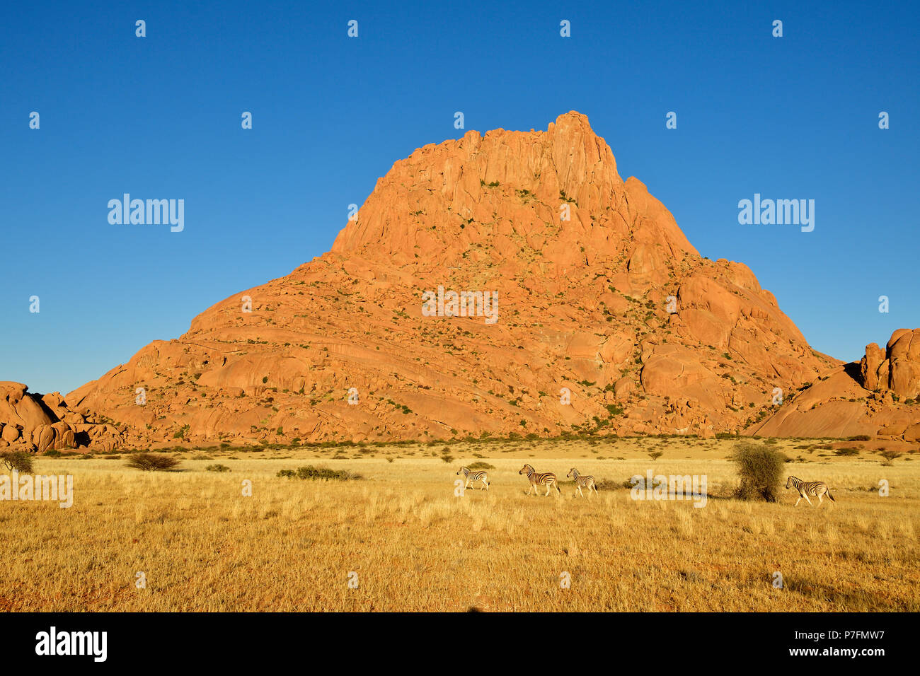Spitzkoppe in the morning with zebras grazing in front of the mountain, Erongo region, Damaraland, Namibia Stock Photo