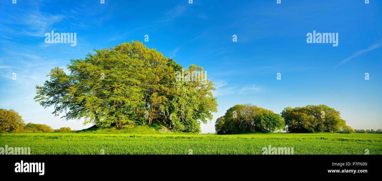 Grain field with Bronze Age burial mounds in spring, fresh green, Woorker Berge, the largest continuous burial ground in Stock Photo