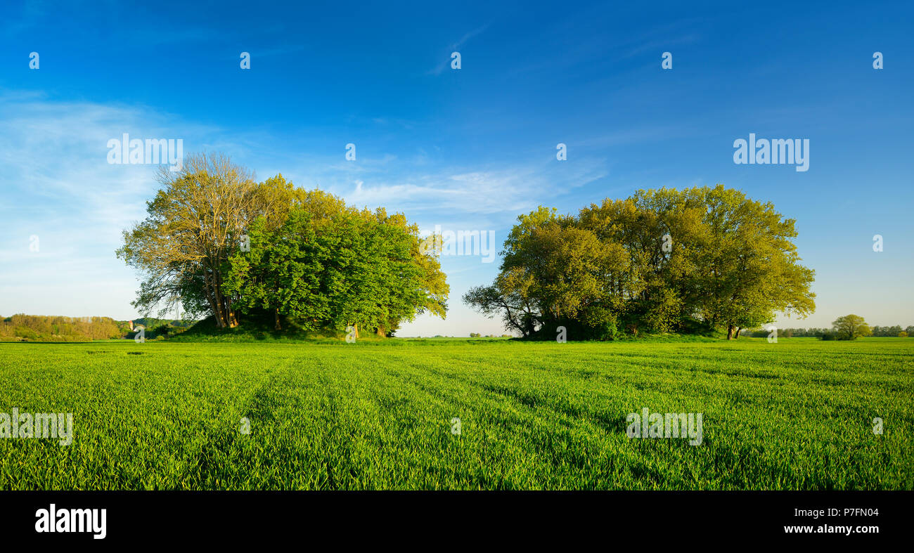 Grain field with Bronze Age burial mounds in spring, fresh green, Woorker Berge, the largest continuous burial ground in Stock Photo