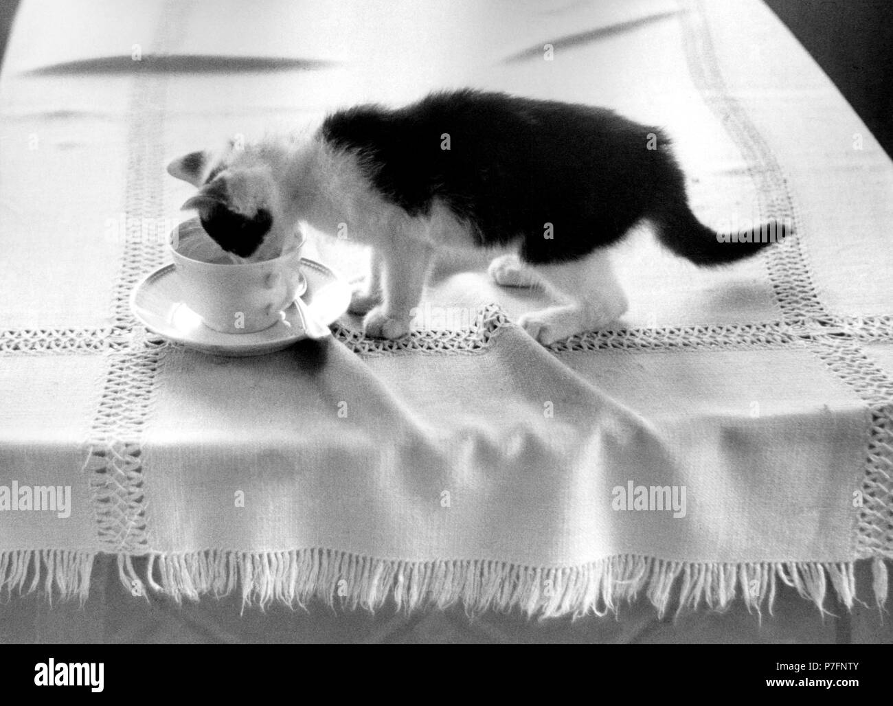 Cat drinks cafe, approx. 1980s, East Berlin, GDR, Germany Stock Photo ...