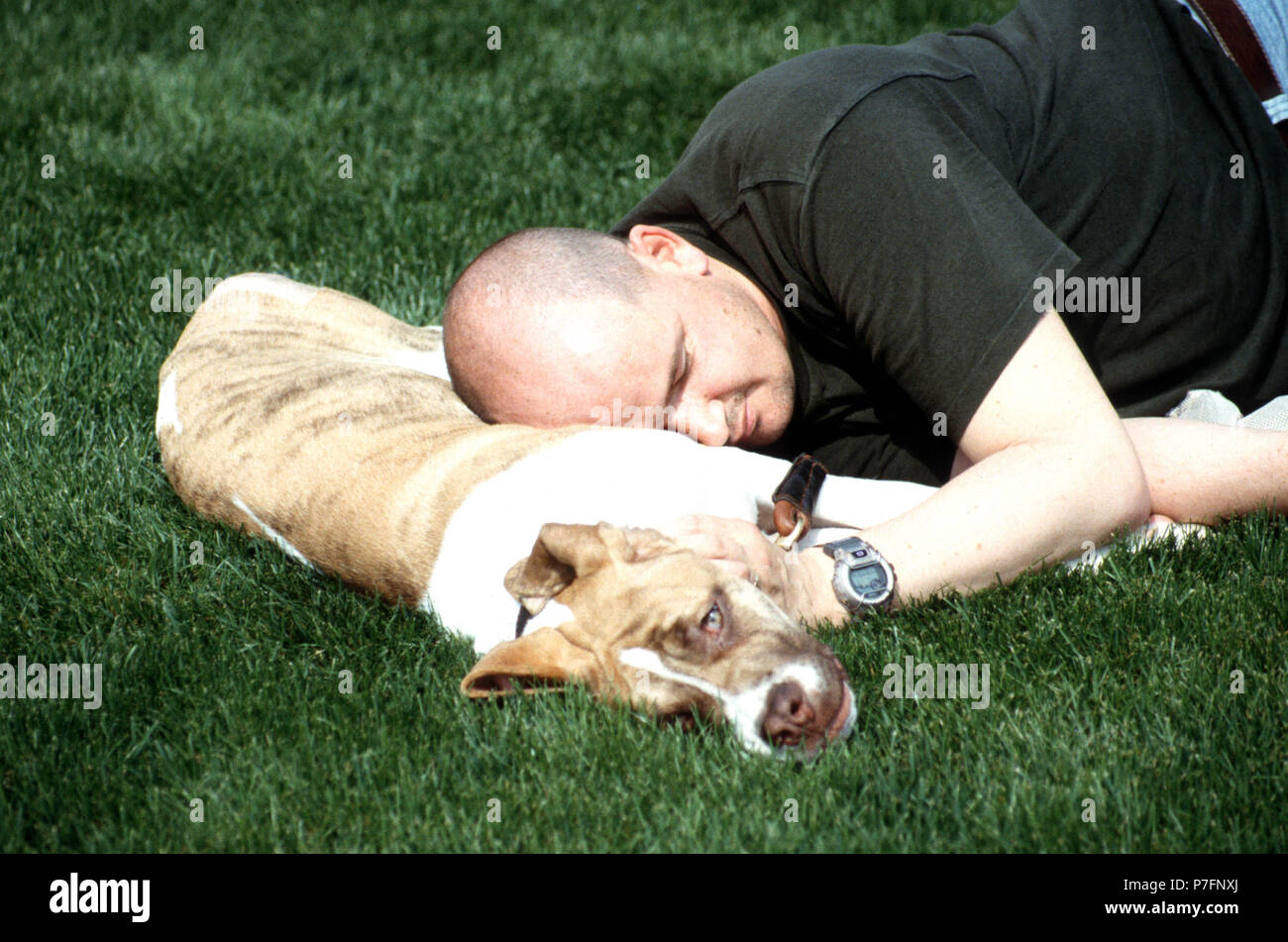 Man sleeps with dog as pillow, Berlin, Germany Stock Photo