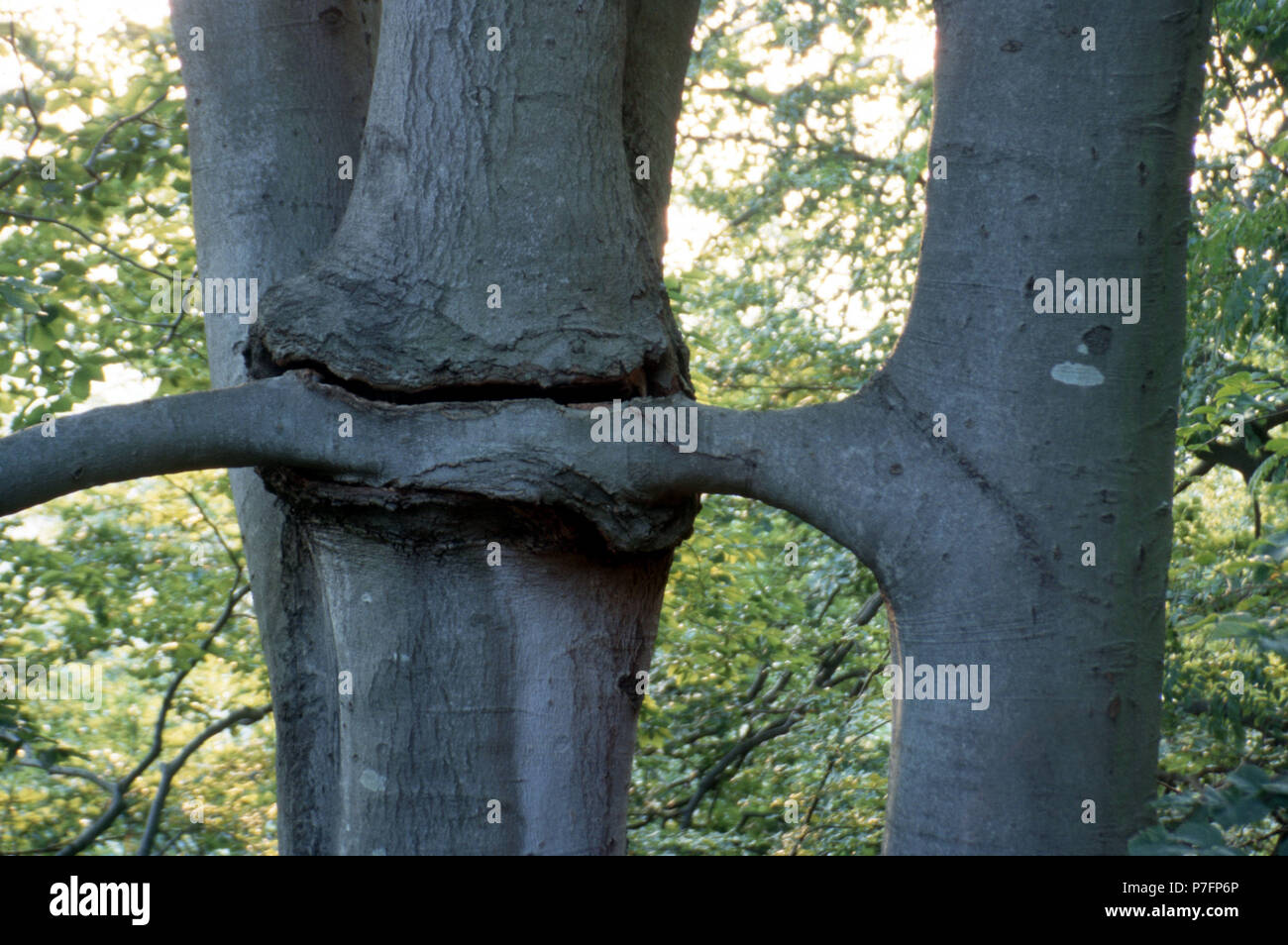 Neighbourhood, proliferation, branch grows in tree, Berlin, Germany Stock Photo