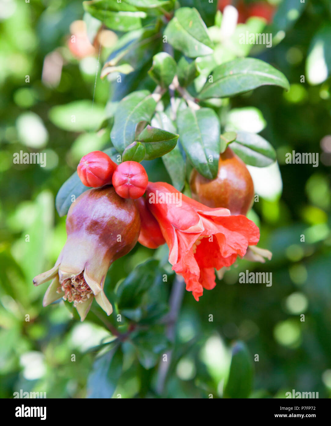 Blooming pomegranate tree with small red fruits and flowers, bees