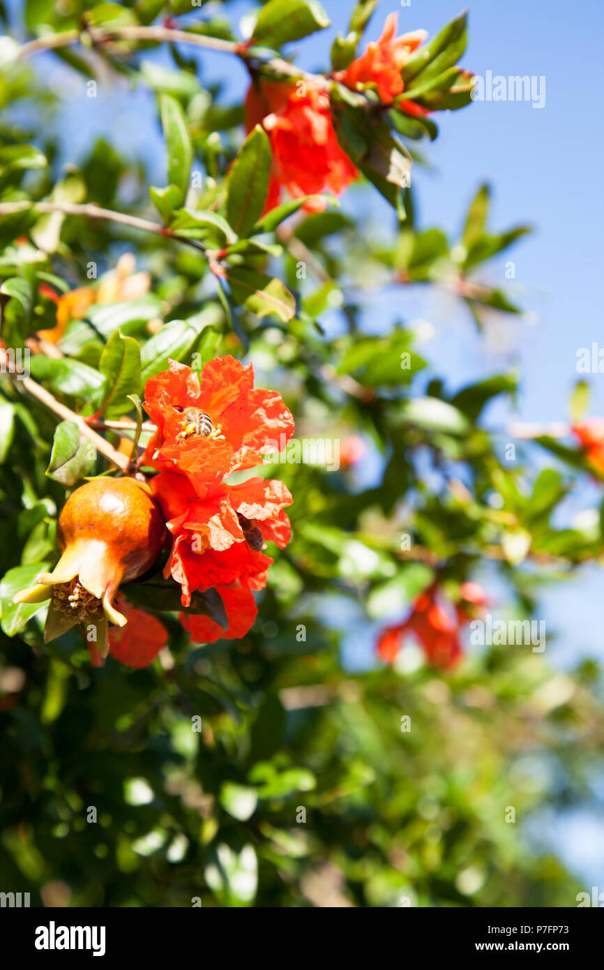 Blooming pomegranate tree with small red fruits and flowers, bees