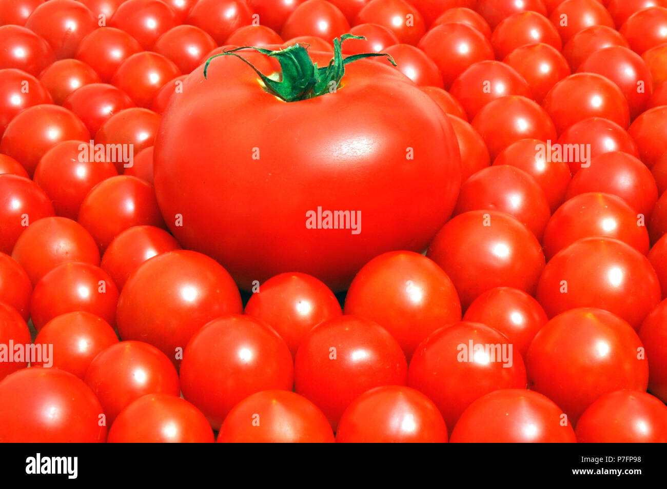 Tomatoes, big and small, difference, contrast, Germany Stock Photo - Alamy