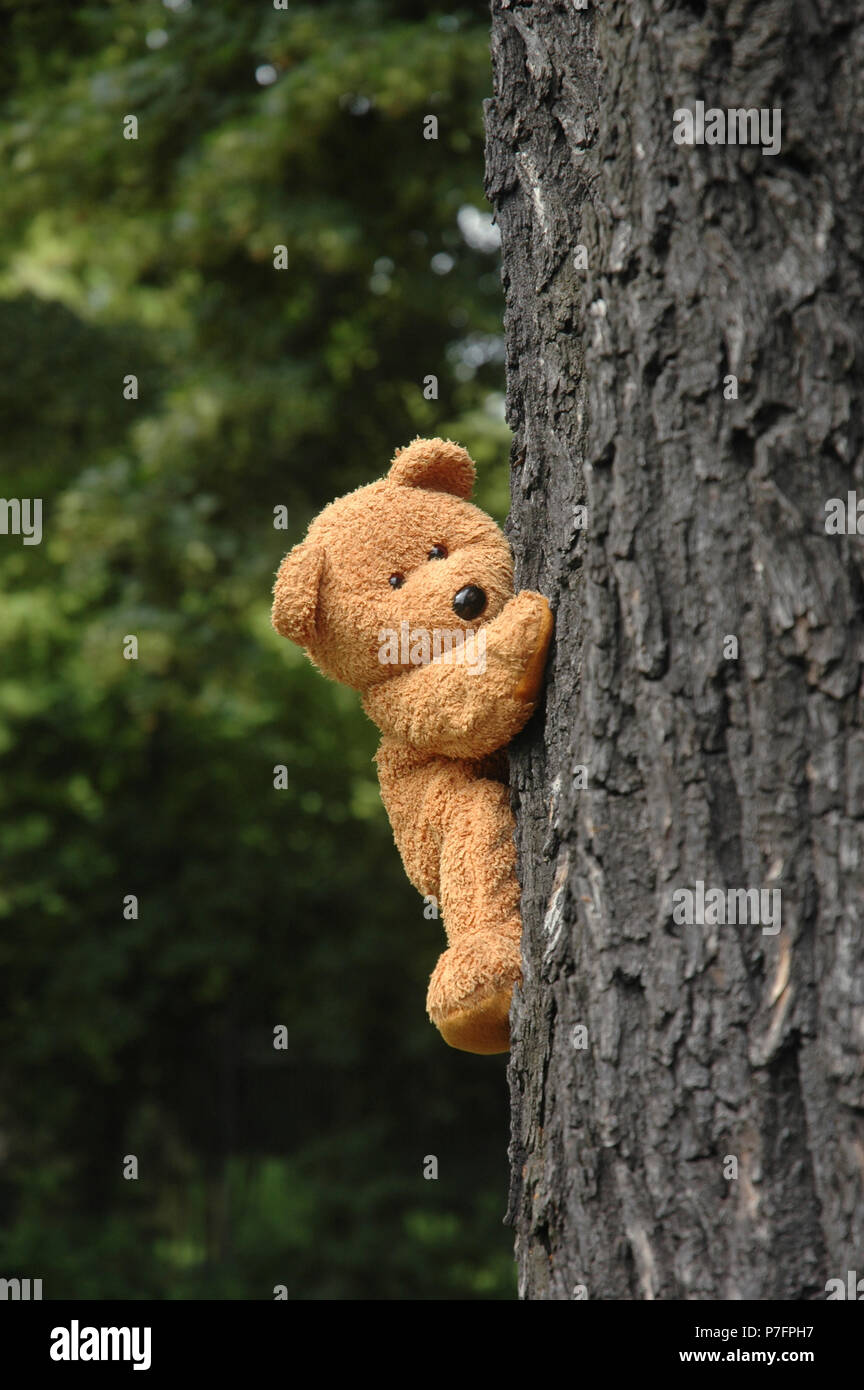 Teddy Bear climbs on a tree, Germany Stock Photo