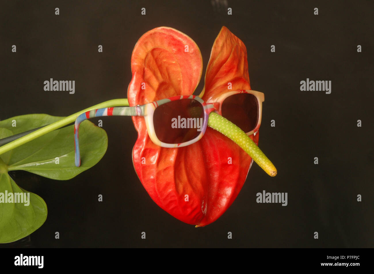 Anthurium flower with sunglasses Stock Photo