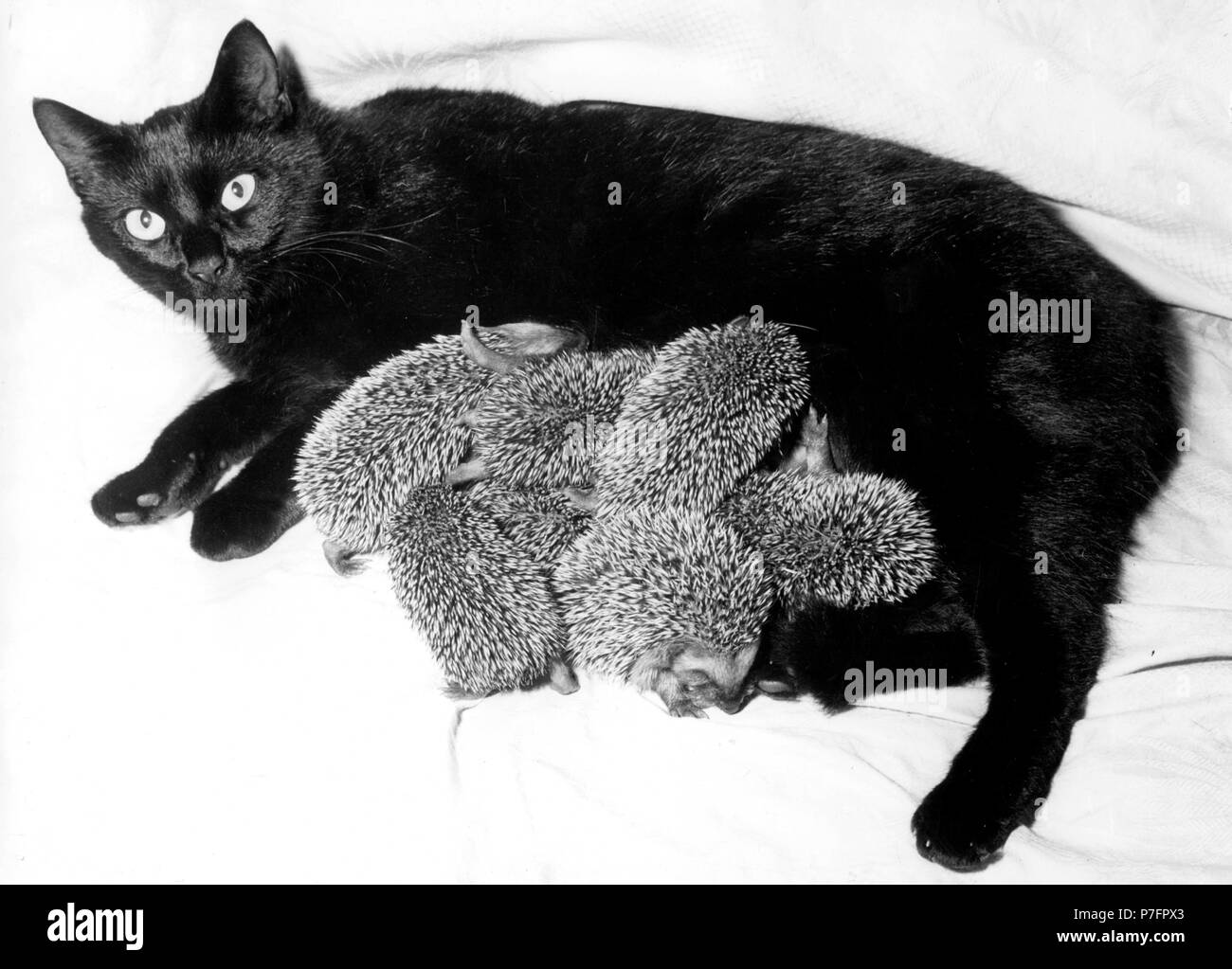 Black cat suckling six hedgehogs, ca. 1960s, Berlin, Germany Stock Photo