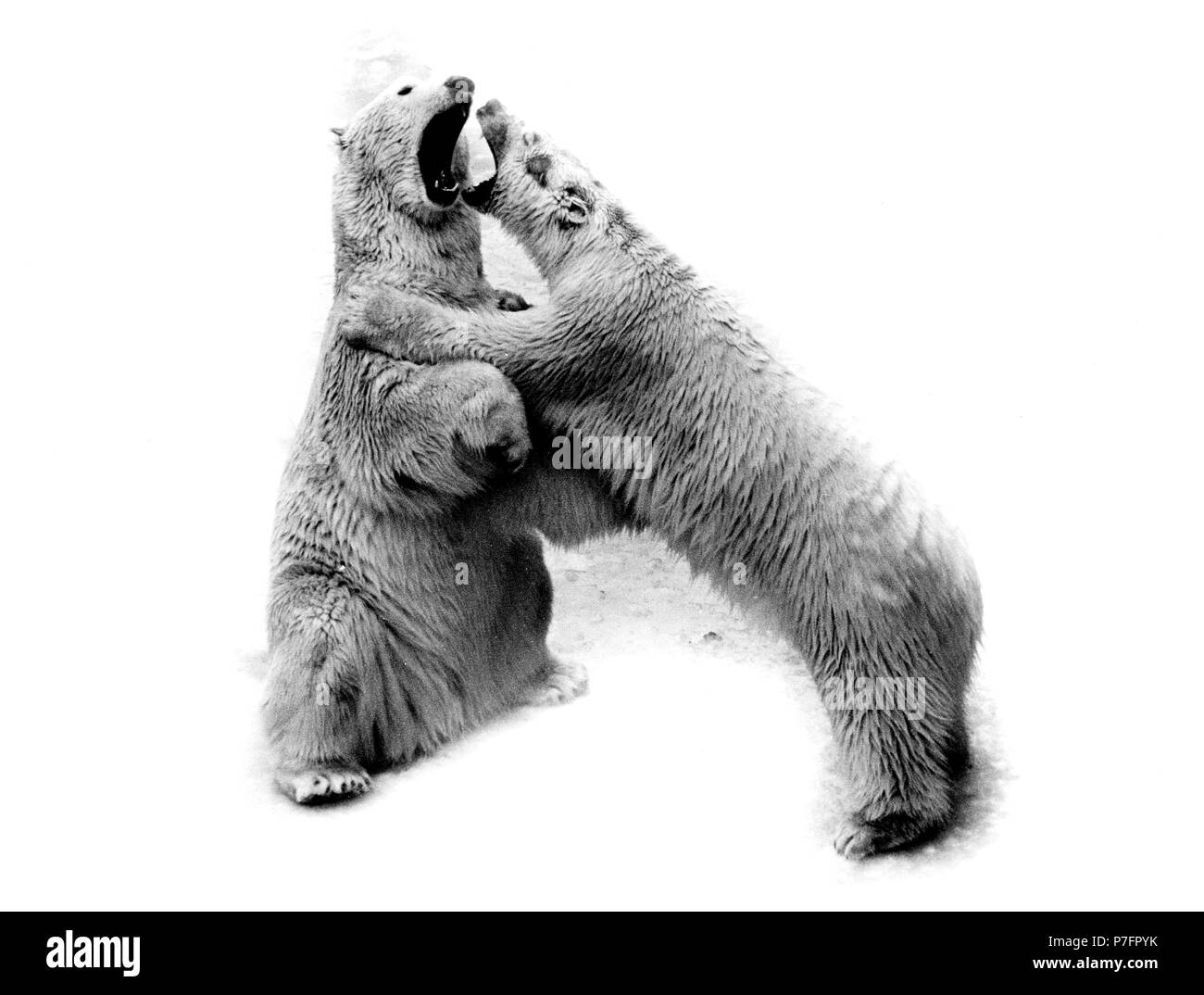 Two polar bears fight with each other, ca. 1970s, exact place unknown, Austria Stock Photo