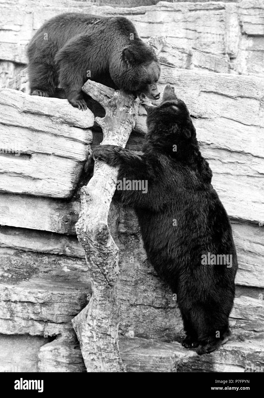Two bears fighting at the wall, ca. 1970s, exact place unknown, Austria Stock Photo