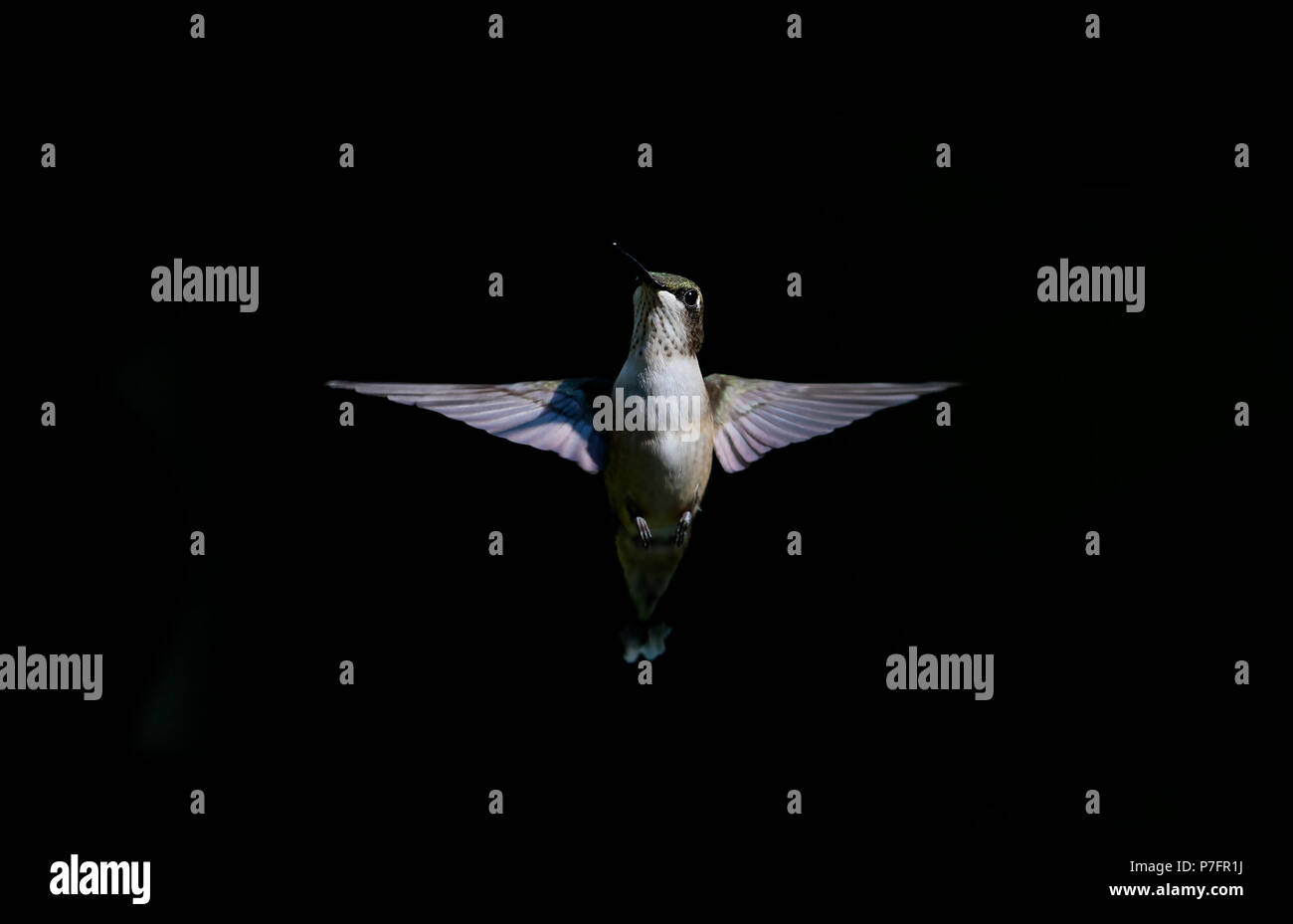 Juvenile male ruby-throated hummingbird isolated on black background hovering in flight in Canada Stock Photo