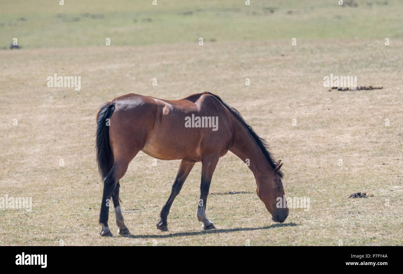 Newstead, Nottinghamshire, England. 6th. July 2018. UK. Weather. Horses in a paddock finding feeding difficult with no fresh green grass to eat as the hot and dry weather continues across all parts of the U.K.Alan Beastall/Alamy Live News Stock Photo