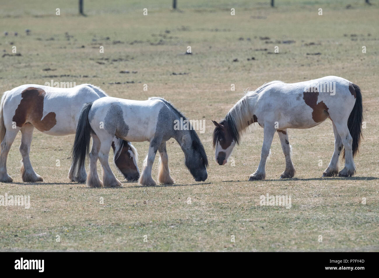 Newstead, Nottinghamshire, England. 6th. July 2018. UK. Weather. Horses in a paddock finding feeding difficult with no fresh green grass to eat as the hot and dry weather continues across all parts of the U.K.Alan Beastall/Alamy Live News Stock Photo