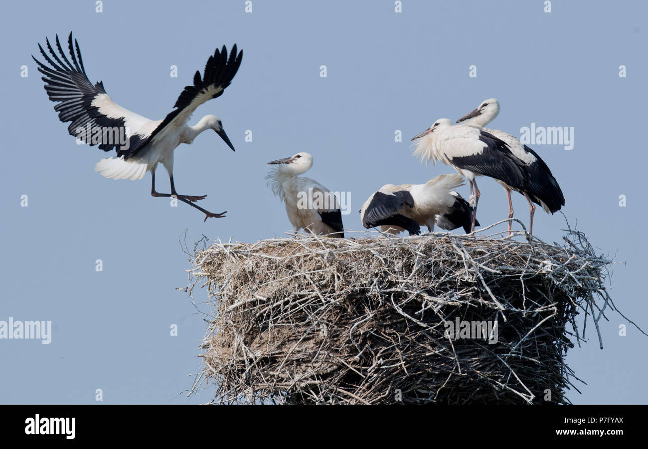 Storks Having Fun Four seasons in one photo nature hi-res stock photography and images ...