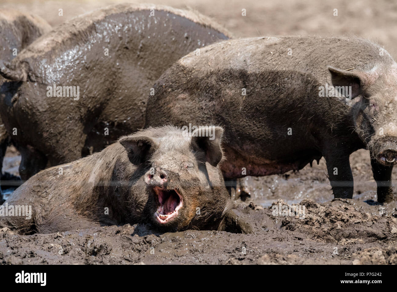 Ollerton, Nottinghamshire, England. 6th. July 2018. Farm pigs take a mud  bath to cool down as the hot and sunny weather reaches near 30 degrees  centigrade in most part of the .