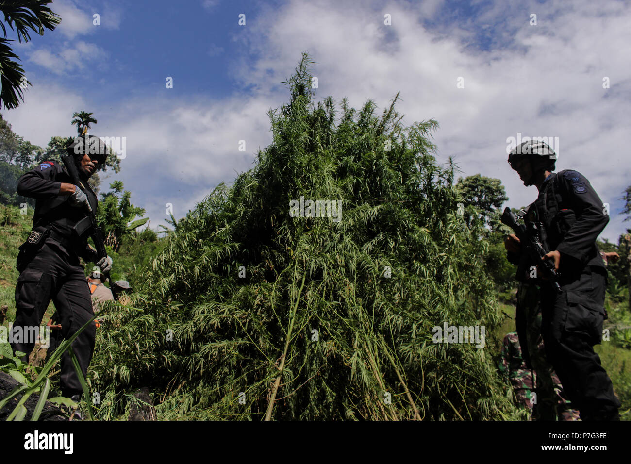 Armed Police Seend Standing Next To Cannabis Plant Which Is About To Be ...