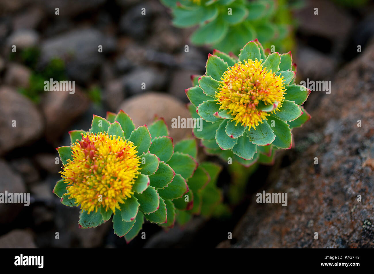 June 18, 2018: The wildflower, Roseroot, in the tundra above the ...