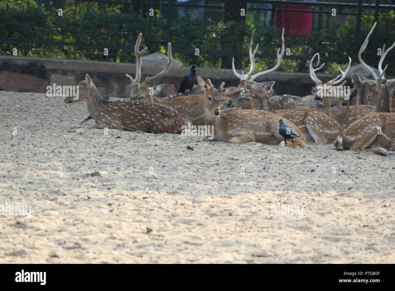Deer Park in Jaipur Zoo Stock Photo - Alamy