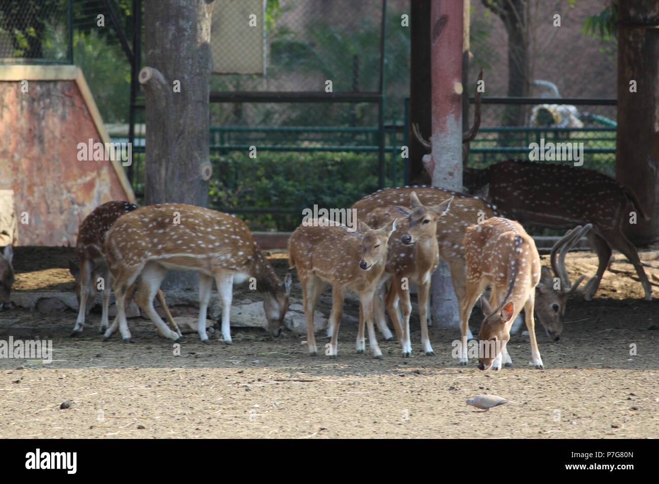 Deer Park in Jaipur  Zoo Stock Photo