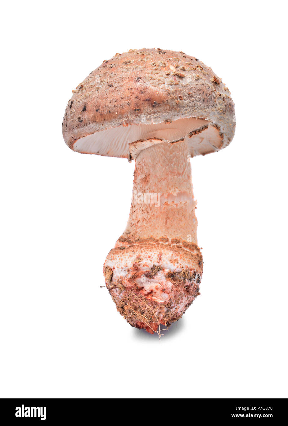 amanita rubescens, the blusher mushroom isolated on white background Stock Photo