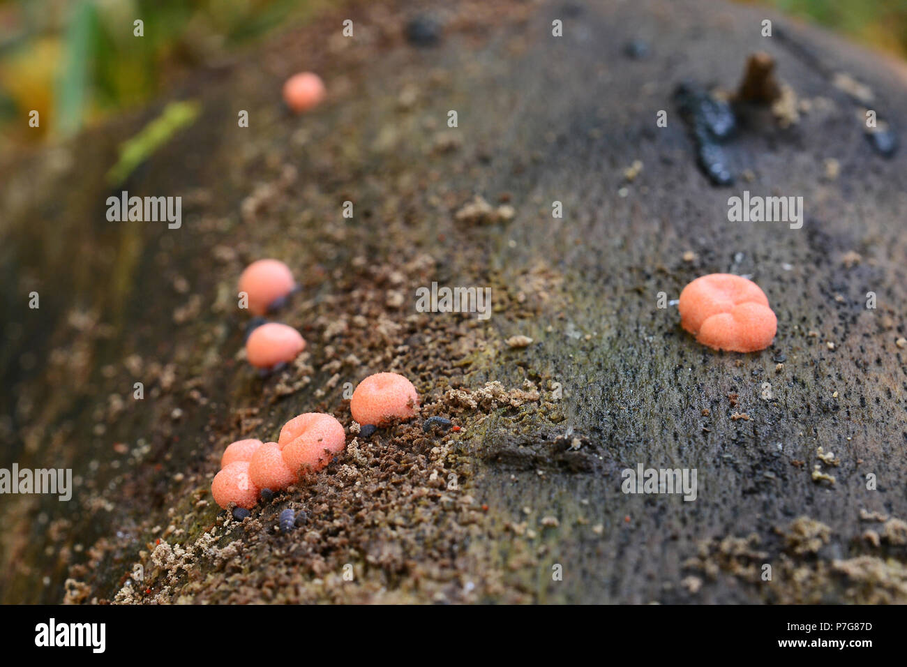 lycogala epidendrum slime mold on a tree trunk Stock Photo