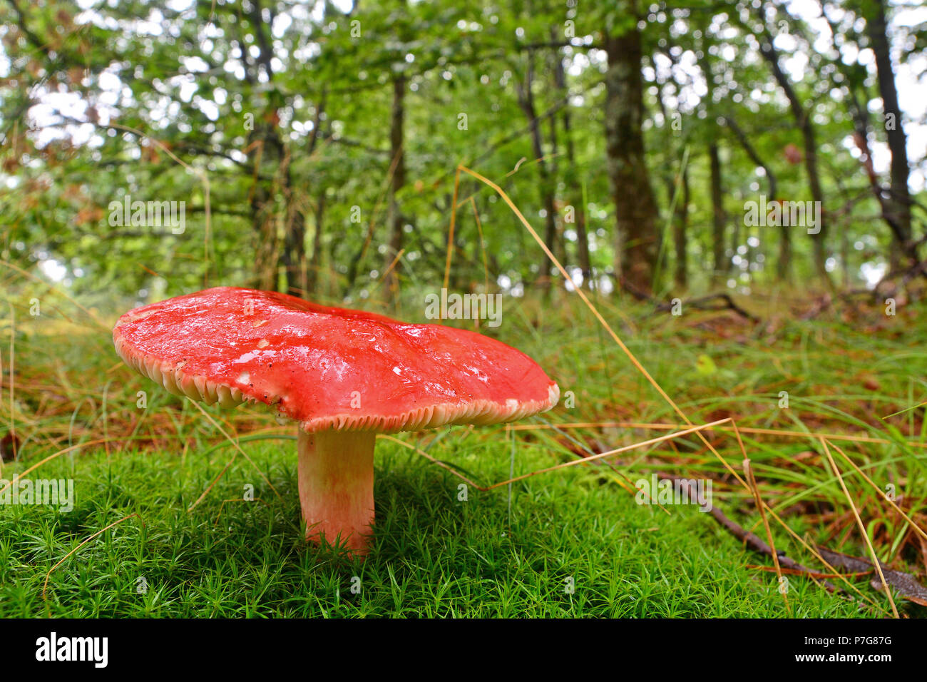 russula sanguinaria mushroom in the forest Stock Photo