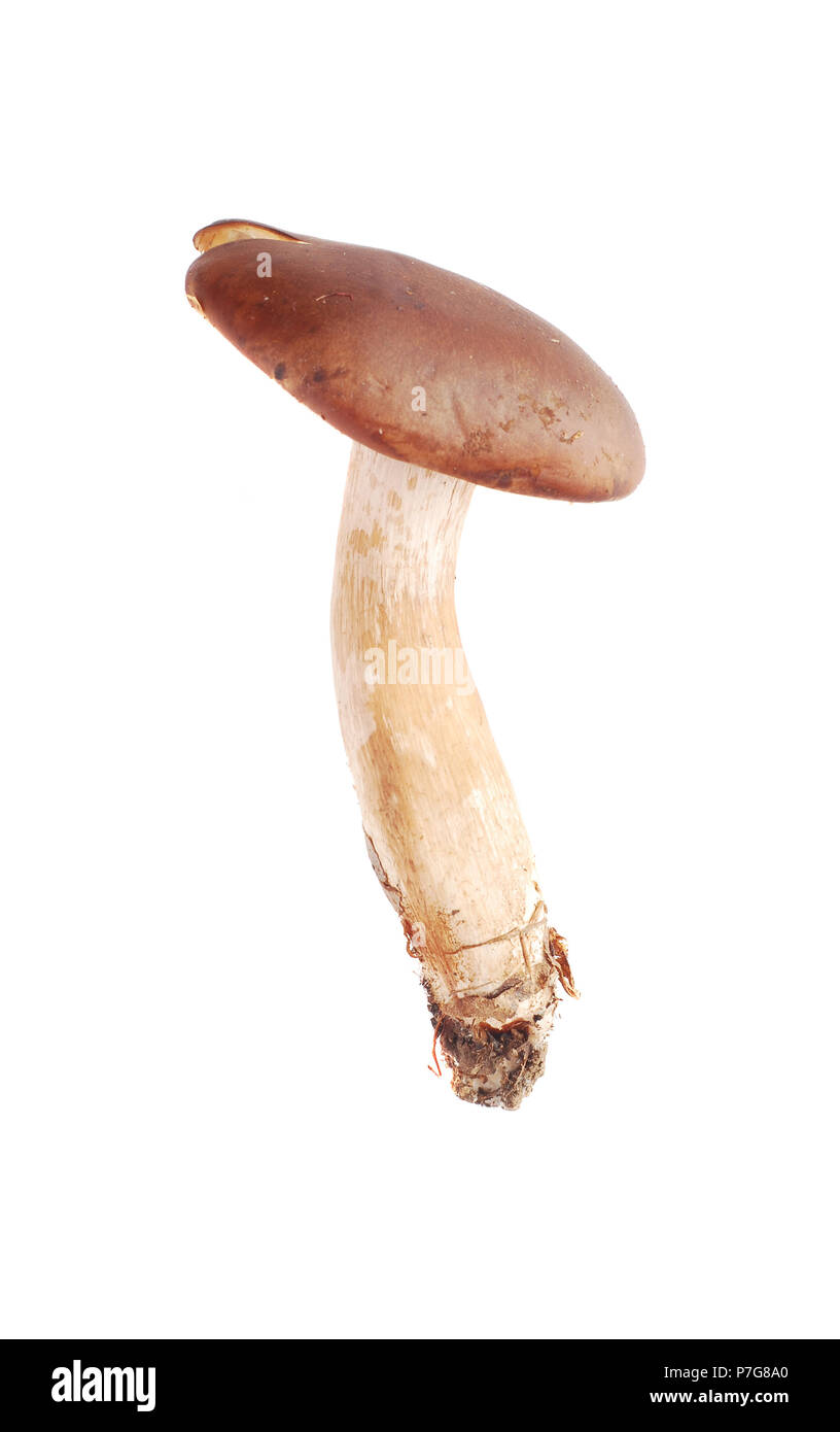 tricholoma ustaloides mushroom isolated on white background Stock Photo